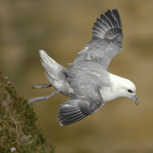 Oregon Coast Wildlife • Wildlife Center Of The North Coast