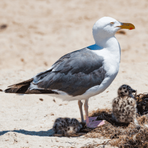 Oregon Coast Wildlife • Wildlife Center Of The North Coast