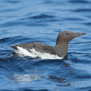 Oregon Coast Wildlife • Wildlife Center Of The North Coast